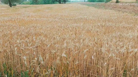Panoramic Golden Wheat Field Capturing Successful Harvest Season 库存影片 333493575