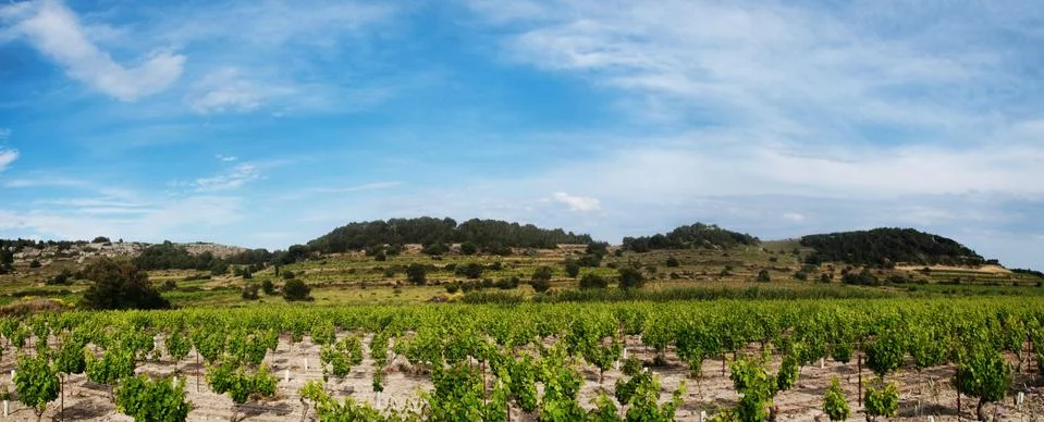 Panoramic grapevines  landscape Stock Photos