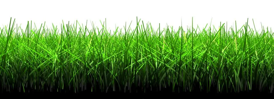 Panoramic a grass kind on a white background Illustrazione stock