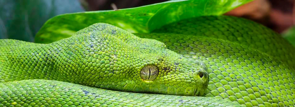 Panoramic green python Stock Photos