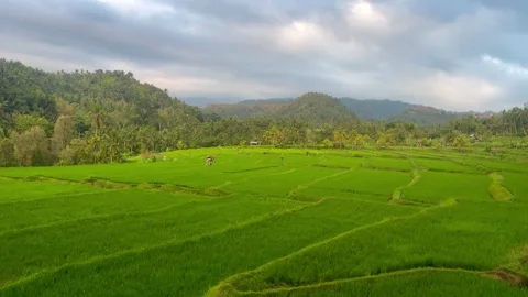 Panoramic Green Rice Terraces and Hills Under Cloudy Sky in Bali Video stock 343018841