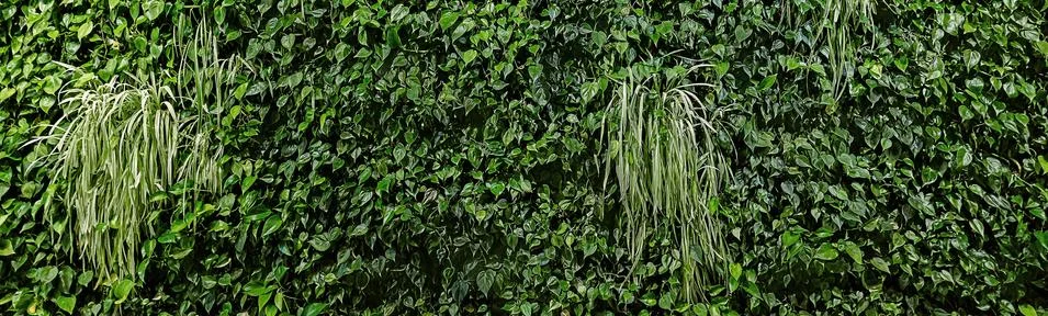 Panoramic Greenery wall texture background with beautiful pattern. Clean envi Stock Photos