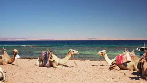 Panoramic of herd harness camels lying on the sand at the beach of the Red Sea Vidéo 252943627