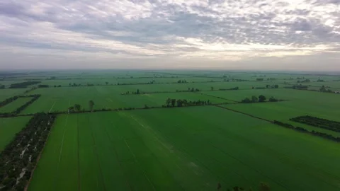 Panoramic high angle perspective of misty green paddy field at dawn Stock-Footage 342924383