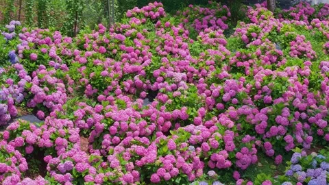 Panoramic Hydrangea Garden from Above - Serene Flower Field Aerial Footage Stock Footage 311740256