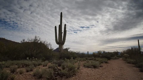 Panoramic Hyperlapse of tall Saguaro Cactus in desert of Arizona Time-lapse Stock Footage 102386173