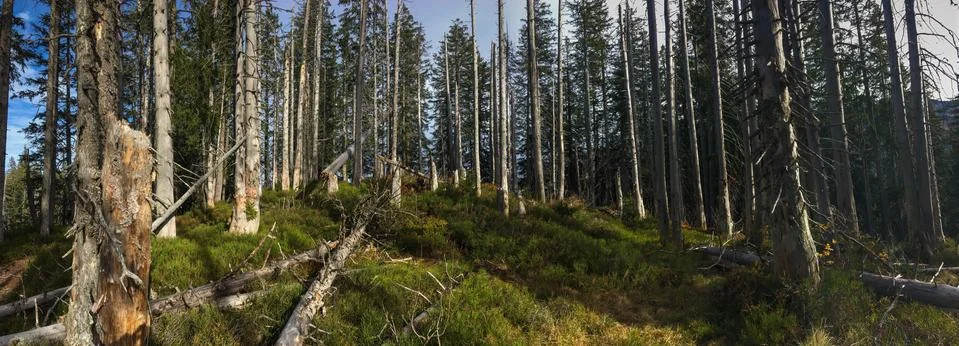 Panoramic image of alpine forest. Stock-Fotos