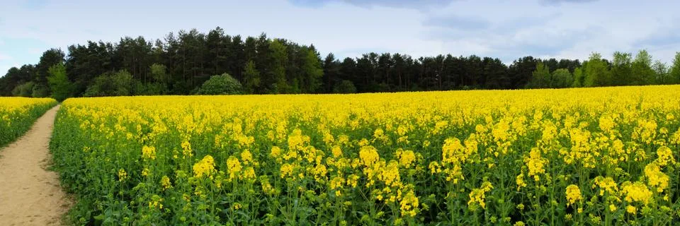 Panoramic image of blooming yellow fields before the rain Stock Photos