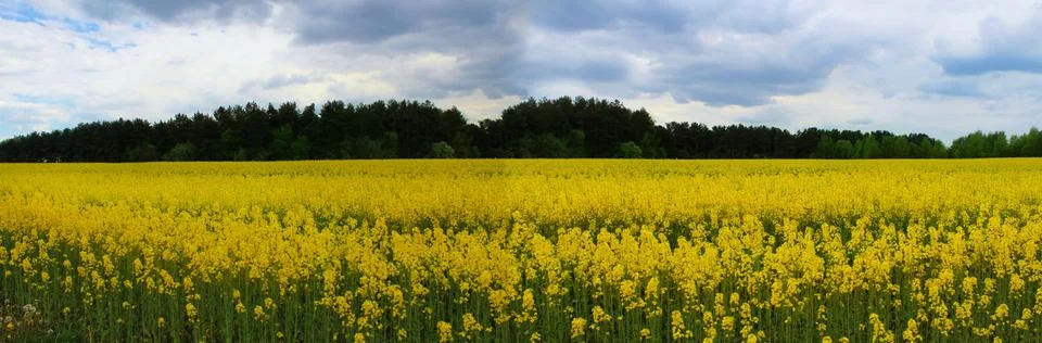 Panoramic image of blooming yellow fields before the rain. Stock Photos