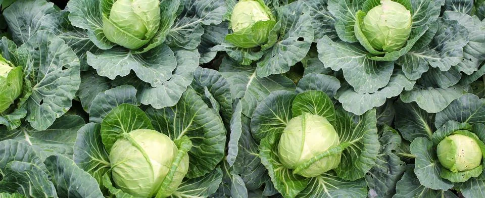 Panoramic image of cabbage on vegetable garden Stock Photos