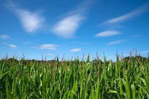Panoramic image of a corn field against blue sky Foto stock