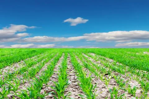 Panoramic image of a corn field on blue sky background Stock Photos