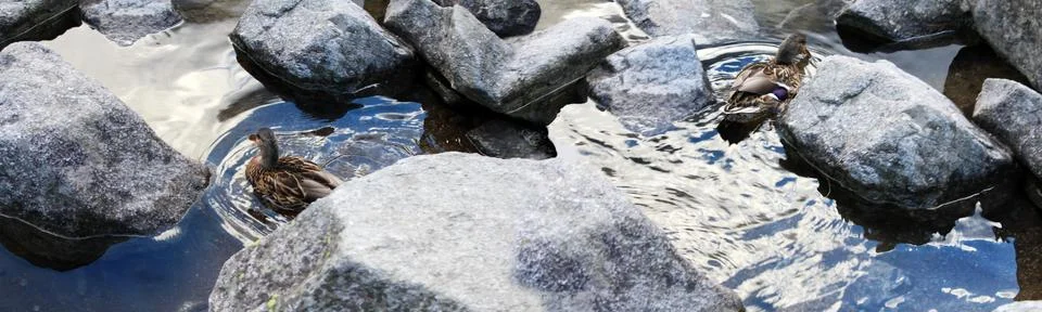 Panoramic image of ducks in the water between the stones. Stock Photos