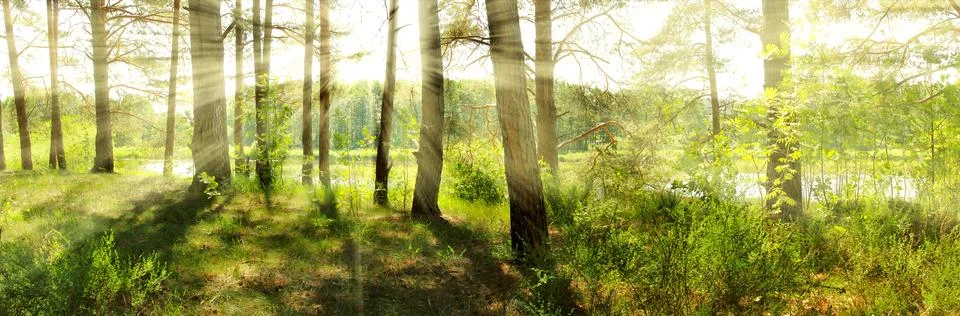 Panoramic image of the forest Foto stock