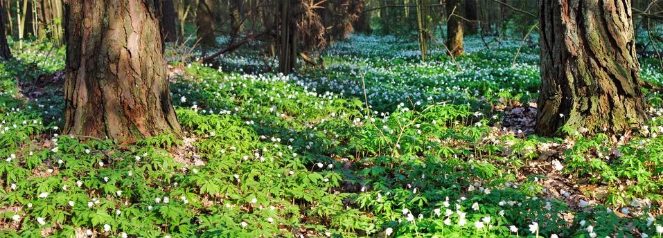Panoramic image of the forest. Stock Photos