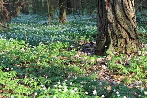 Panoramic image of the forest. Stock Photos
