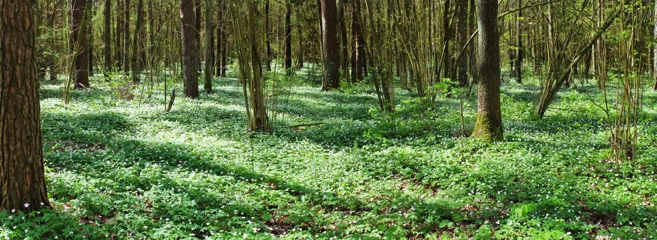 Panoramic image of the forest Stock Photos
