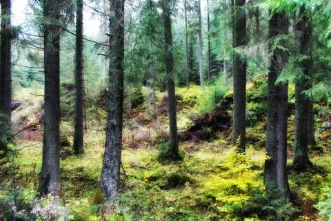 Panoramic image of the forest. Stock Photos