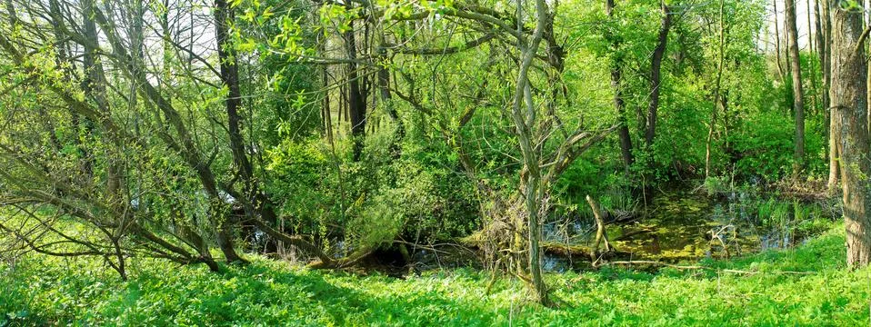 Panoramic image of the forest Stock Photos