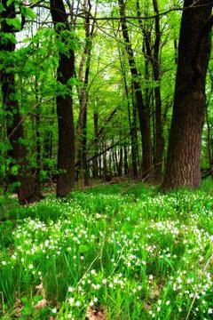 Panoramic image of the forest Stock Photos