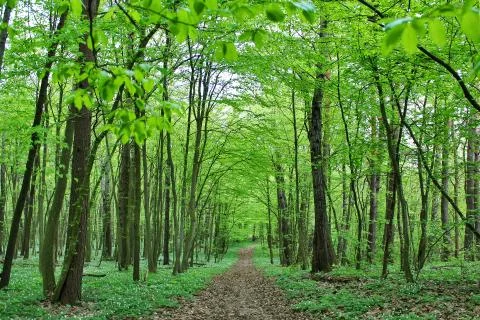 Panoramic image of the forest. Stock Photos