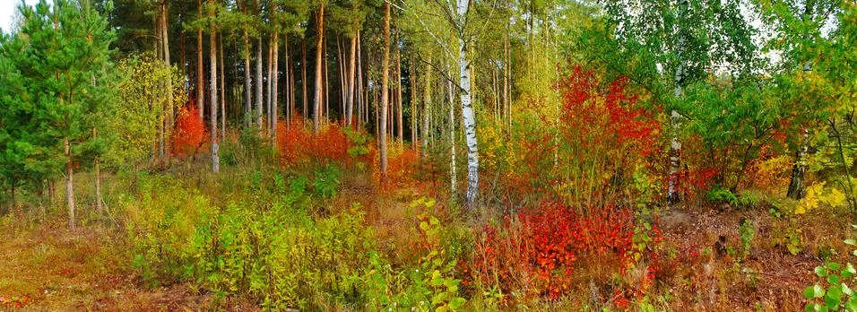Panoramic image of the forest. Stock Photos