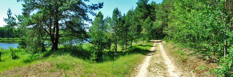 Panoramic image of the forest. Stock Photos
