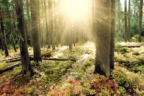 Panoramic image of the forest. Stock Photos
