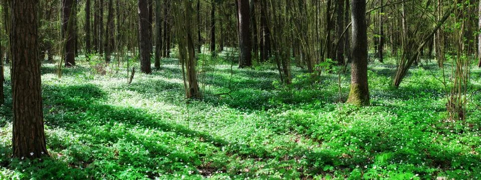 Panoramic image of the forest. Stock Photos