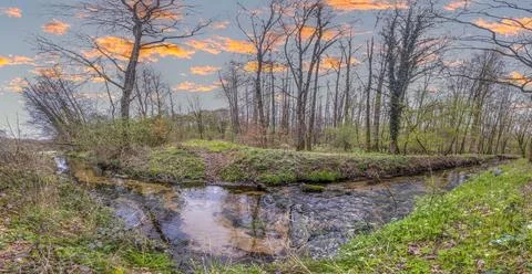 Panoramic image of a forest in spring with a small stream in the evening Stock-Fotos
