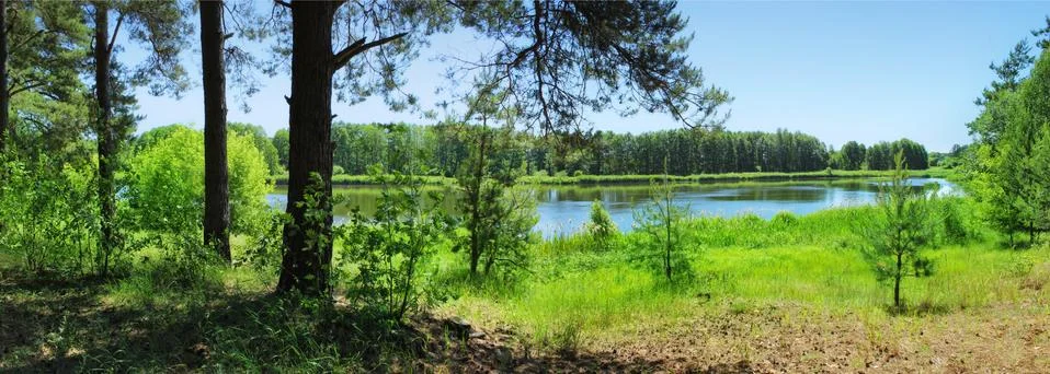 Panoramic image of a lake in a pine forest. Stock Photos