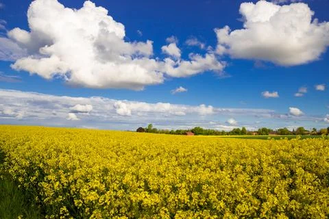 Panoramic image of a rapeseed field with blue sky and few clouds Stock Photos