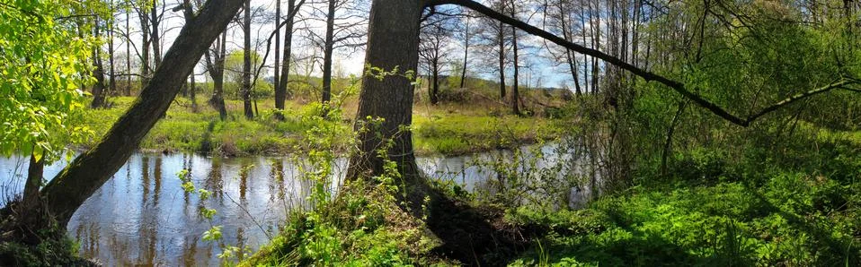 Panoramic image of the river in the forest. Stock Photos