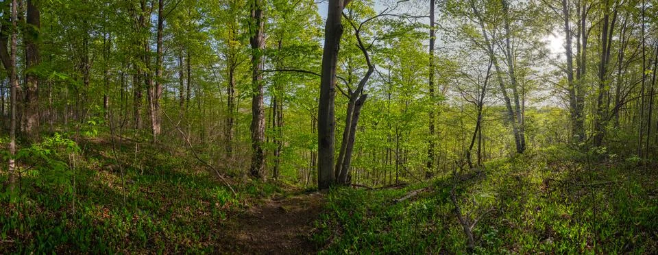 Panoramic image of a scenic path in a dense green forest Stock-Fotos