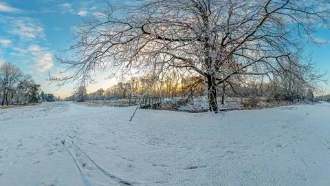 Panoramic image of a snow-covered tree in the morning light 스톡 사진