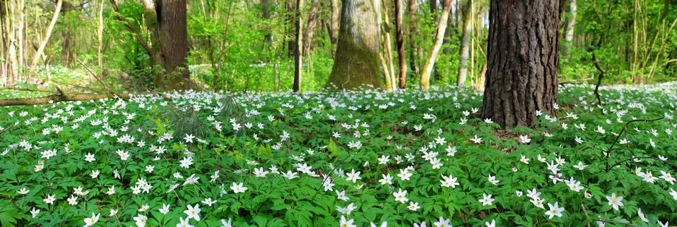 Panoramic image of spring forest. White forest flowers. Stock Photos