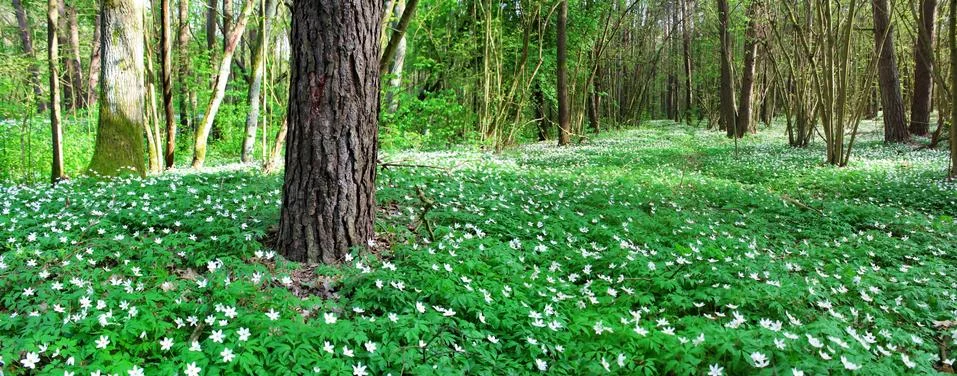 Panoramic image of spring forest. White forest flowers. Stock Photos