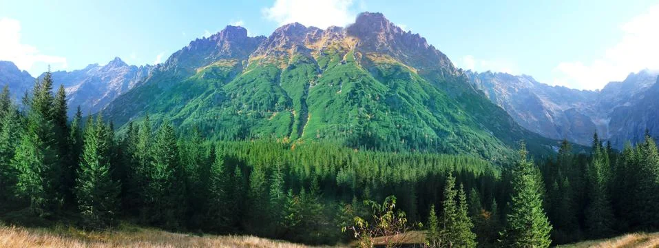 Panoramic image of a spruce forest on the background of mountains and sky. Stock Photos