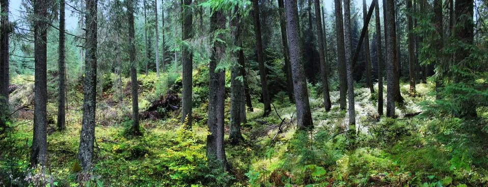 Panoramic image of a spruce forest in the summer. Foto stock