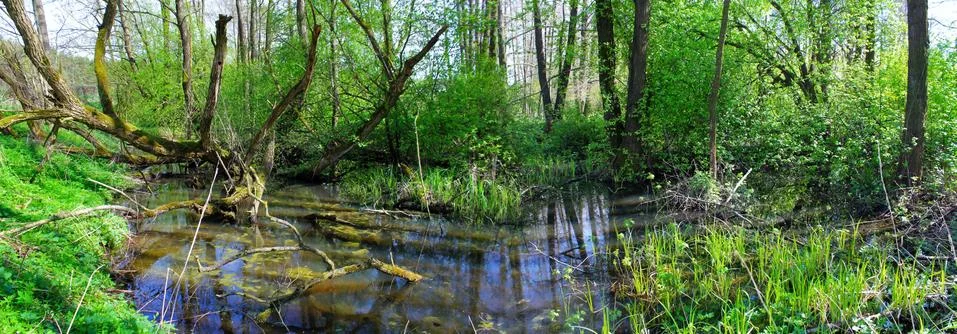 Panoramic image of the swamp in the spring Stock Photos
