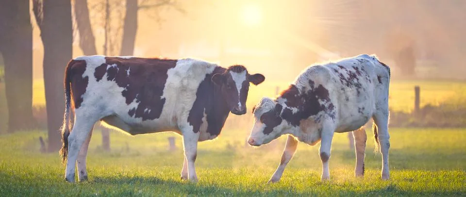 Panoramic image of two Dutch cows in front of a shining sun during sunset Foto stock
