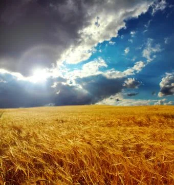 Panoramic image of a wheat field on blue sky background. Stock Photos