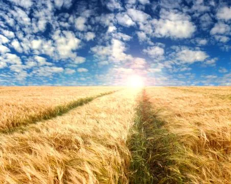Panoramic image of a wheat field on blue sky background. Foto stock