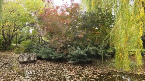 Panoramic lake autumn Stock Footage 238815928