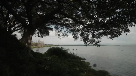 Panoramic Lake View Dense Tree Canopy Foreground Stock Footage 333217382