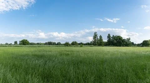 Panoramic landscape of crop field during growth period Foto stock