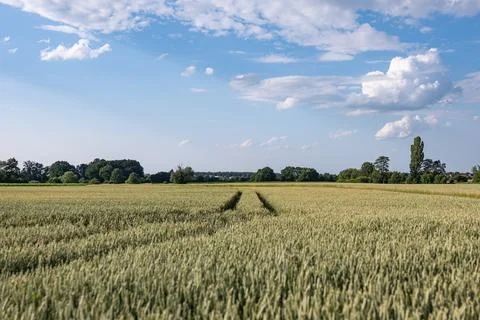Panoramic landscape of crop field during growth period Photos