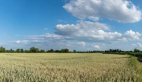 Panoramic landscape of crop field during growth period Foto stock