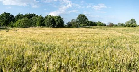 Panoramic landscape of crop field during growth period Stockfoto's