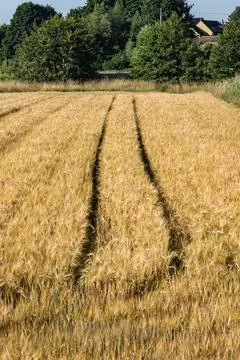 Panoramic landscape of crop field during growth period Фото